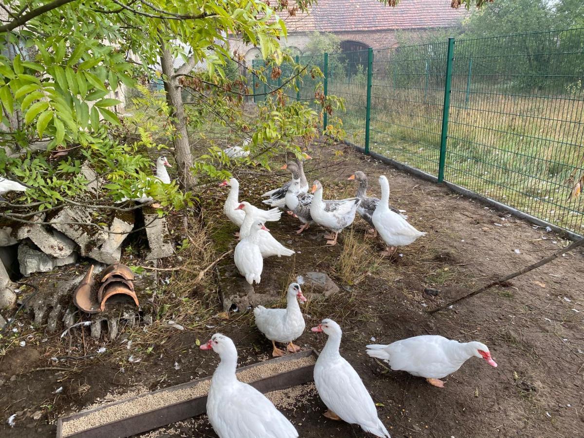 Ferienwohnung Auf Dem Bauernhof Cottbus Exterior foto
